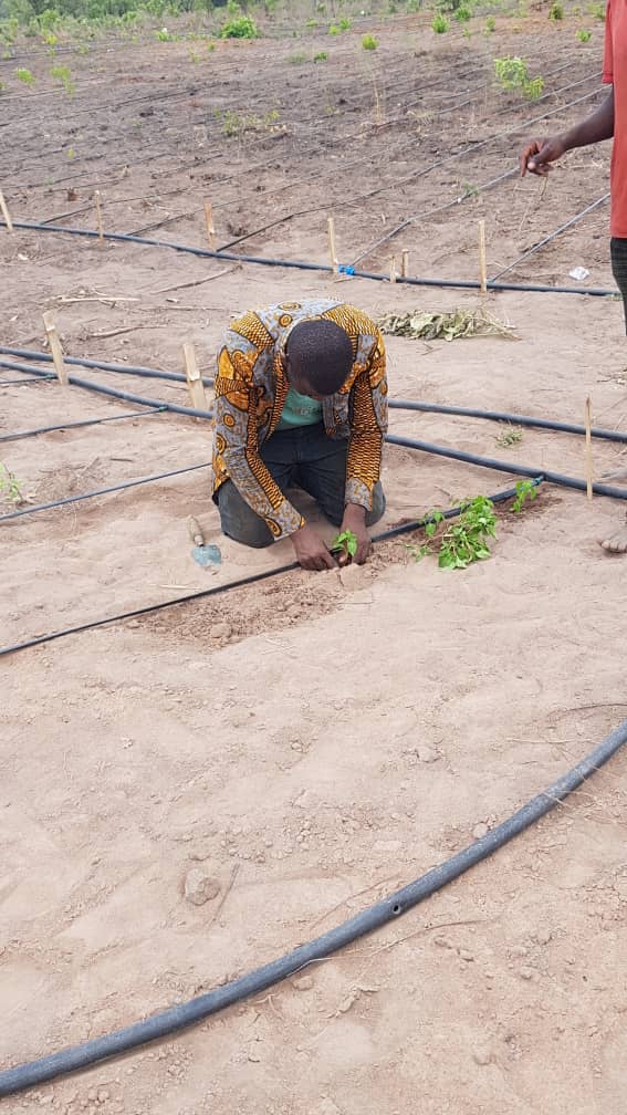 Updates from Kalampur, Ghana - water irrigation lines and transfers from the nursery! #farmer #africa #loan