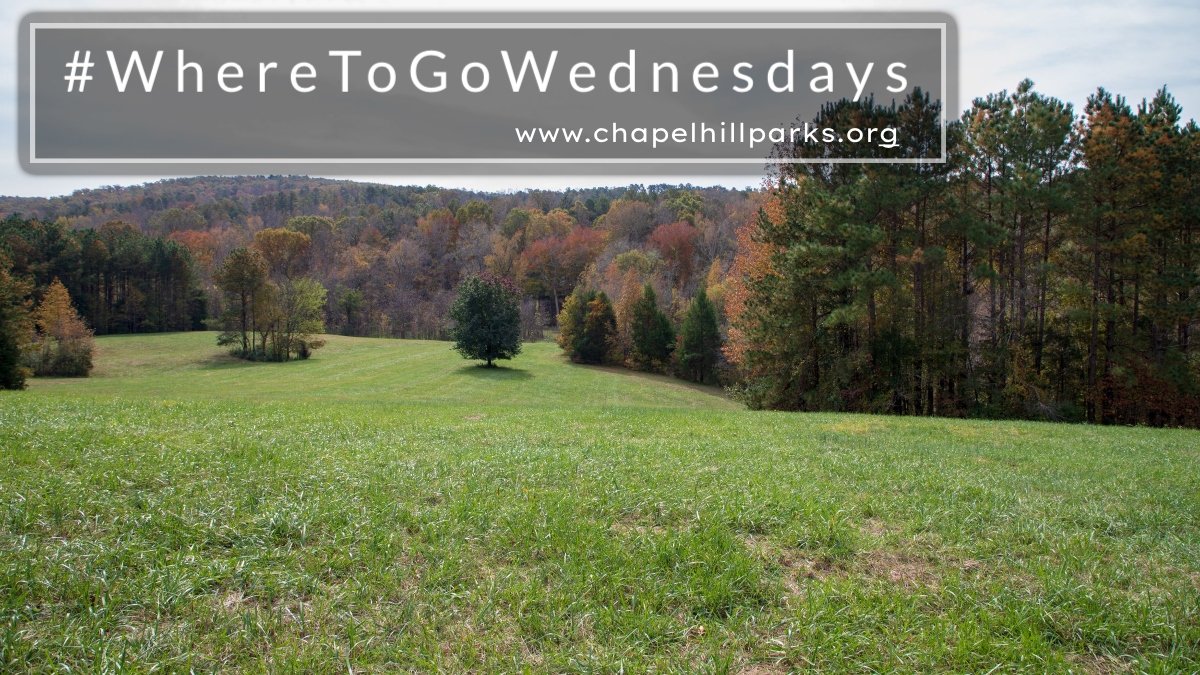 CHParksRec's tweet photo. This week's #WhereToGoWednesday is Merritt's Pasture! If you're looking for a place to enjoy a picnic, the sunset, or just take a breather, this is the perfect place! Located in the center of town, this natural area is peaceful, serene, and relaxing. https://t.co/IWVksc2qMc