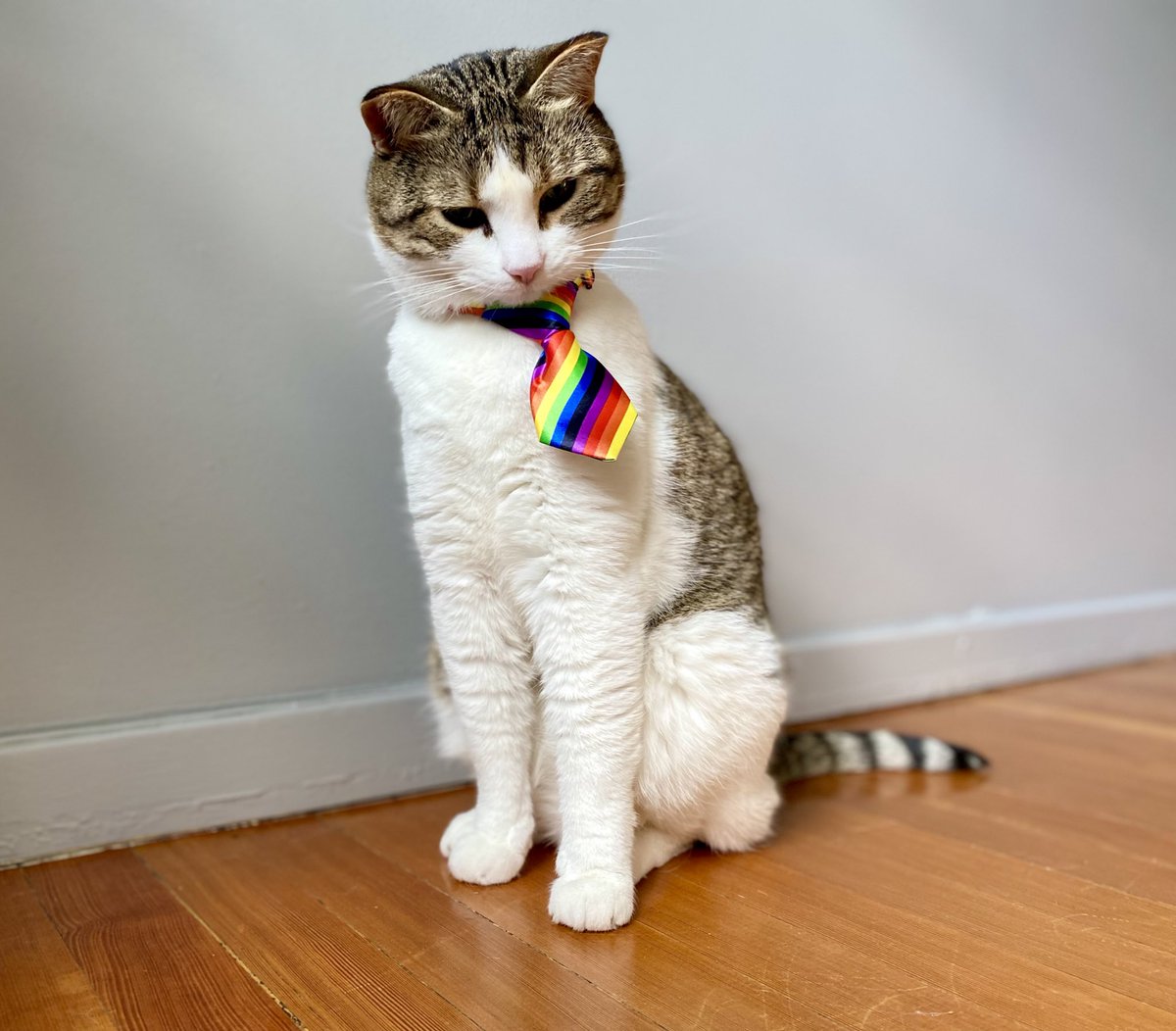 JanisIrwin's tweet photo. Oregano and I would like to formally wish you a happy #PrideMonth 🏳️‍🌈🏳️‍⚧️ https://t.co/uOCwwe89FK