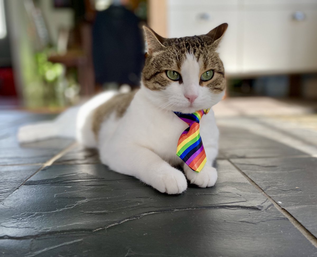 Oregano and I would like to formally wish you a happy #PrideMonth 🏳️‍🌈🏳️‍⚧️