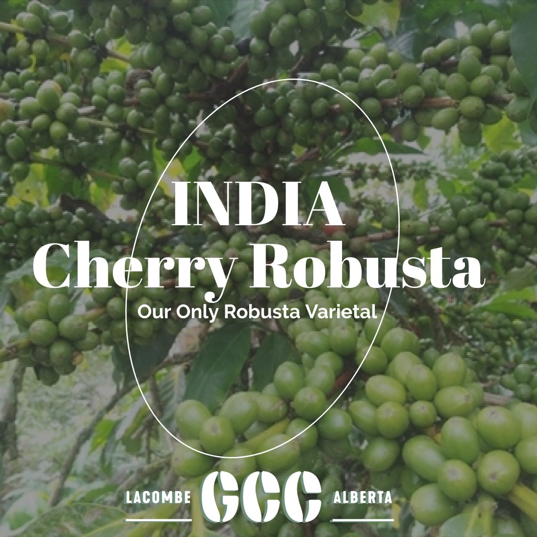 | INDIA CHERRY ROBUSTA | This is our only Robusta Coffee! It has a Robust Chocolate undertone with a low acidity and full body. Try out this naturally processed coffee from Karnaraka India. 
#ownyourroast #greencoffeeco