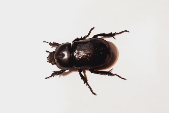 クワガタのtwitterイラスト検索結果