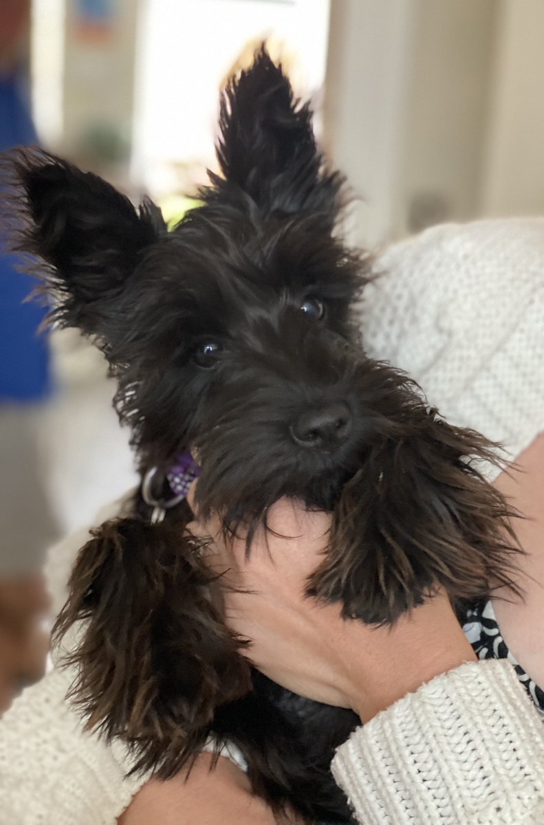 TheTapEndDesign's tweet photo. Little Coco stole the show at yesterday’s #bathroom photoshoot 📸 #AfterPics of this #FamilyBathroom coming soon! https://t.co/e6I5aCbXEP
