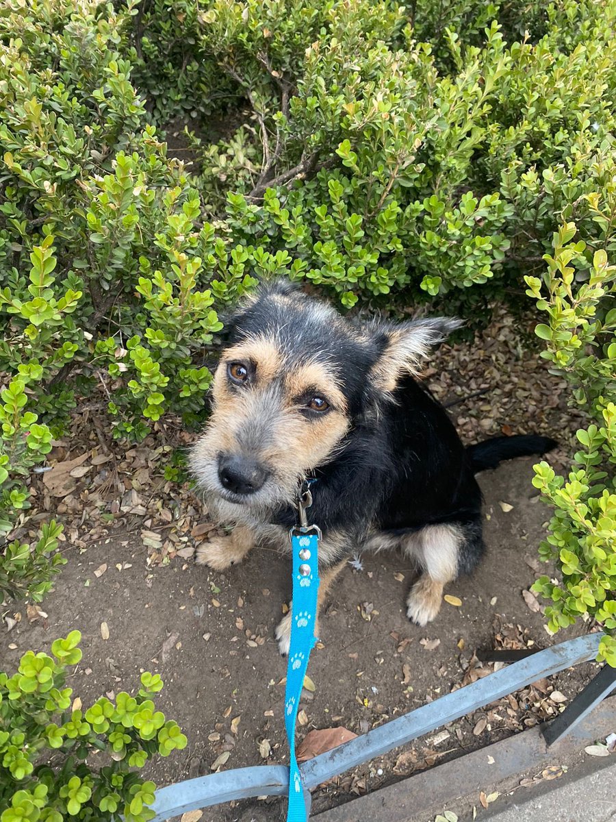 Koda se quedo sin hogar provisorio, necesitamos encontrarle uno de manera urgente! Tiene un año y medio y es super buenito! Ayúdanos difundiendo para que no vuelva a la calle!! <a href="/VivireNuevaCba/">VivirenNuevaCórdoba®</a>