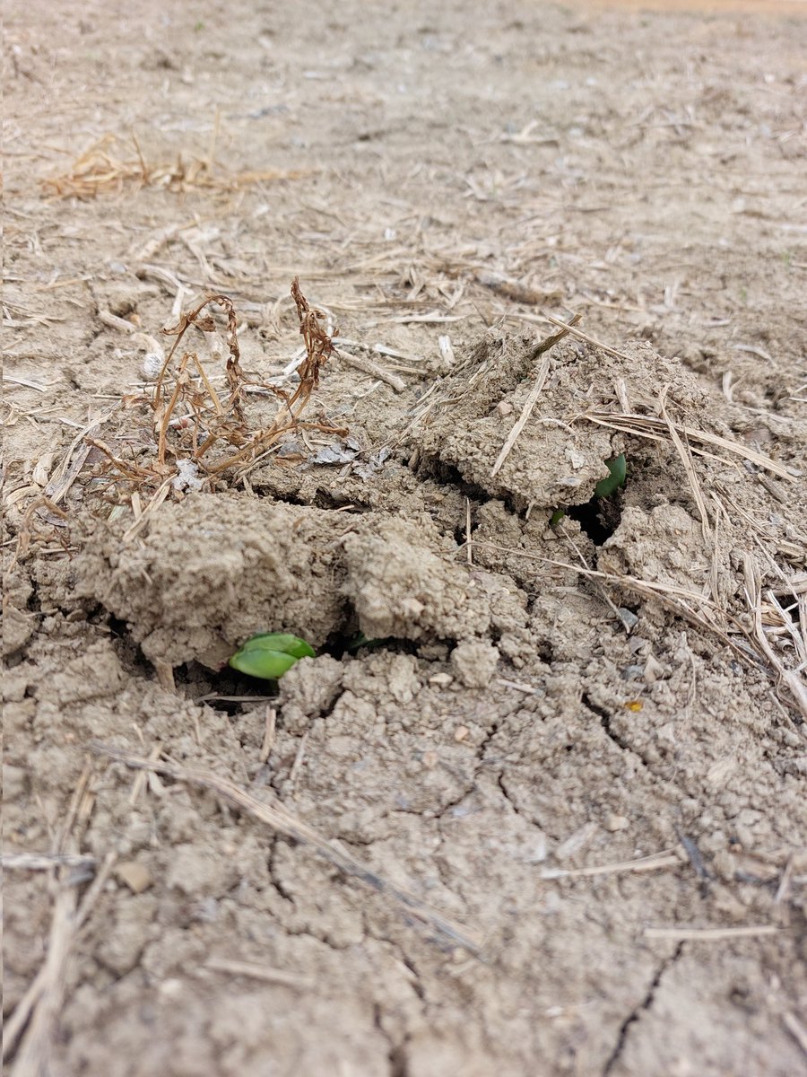 Lots of push on this Lambton clay from these OAC Brutons. Excellent burndown and residual herbicide program as well! #IPsoybeans #AGRISagronomy #Plant22