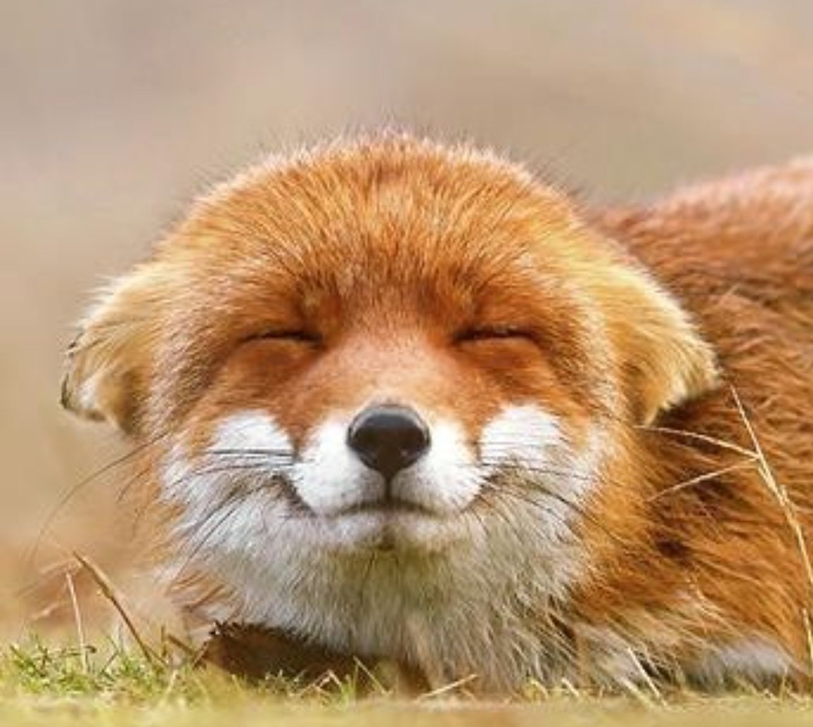 TheFoxSpirit_'s tweet photo. @WeaselbitchP https://t.co/QJCY2JmW9e