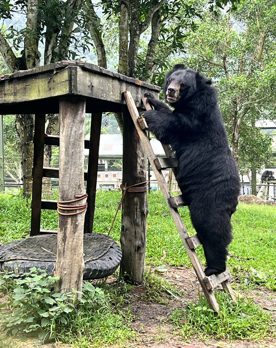 Valeriatwitting's tweet photo. In Vietnam last week for the launch of @AnimalsAsia #NoBearLeftBehind with @iamtarabuck @TorreyDeVitto @marinasqu #HaTang and many celebs around the world 🌎 supporting the end of bear bile farming in VN. Watch the live event : https://t.co/Ers6e1fiZP many familiar faces ! 🐻♥️ https://t.co/eOc2WI2tF2