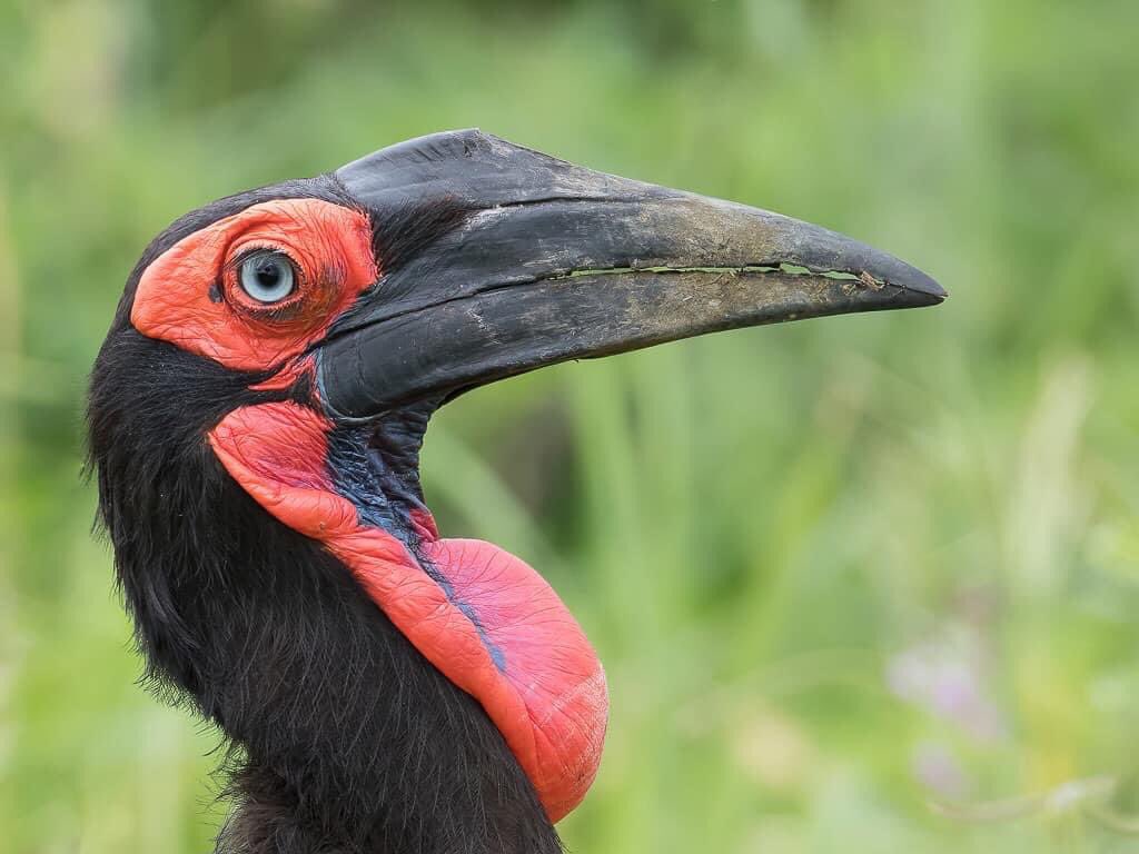ZQCollection's tweet image. The Chobe River is one of the best birding locations in the world. If you’re a birding aficionado, you will most certainly be in paradise, as regular sightings of some beautiful species will keep you entertained for hours!

#choberiver #africa #travel #zambeziqueencollection