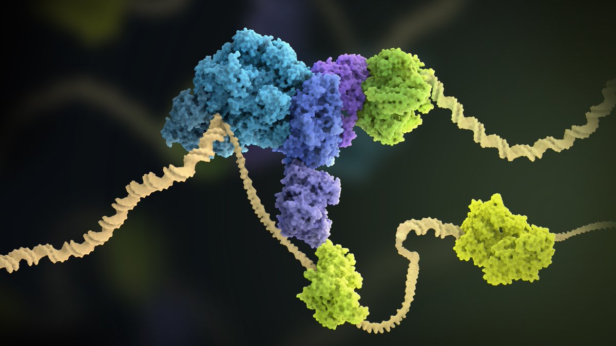 The_MRC's tweet photo. Scientists at @MRC_LMB have for the first time recreated a functional human replisome - the protein machinery that normally replicates human DNA within a cell - that successfully replicated DNA in the lab at the same speed as inside our cells.

➡️ https://t.co/DgOBEHYPR6 https://t.co/r5PWeM11WP
