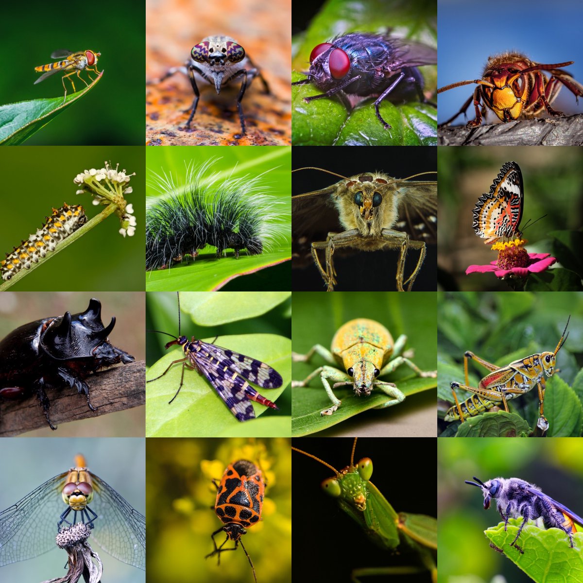Les insectes représentent environ 75 % de la vie animale sur Terre et font partie intégrante et inestimable de toute vie sur notre planète.

🐝🦋🐞🐜🪰🪲🪳🦟🦗

Apprécions et protégeons les insectes #PourlaNature et pour nous-mêmes.