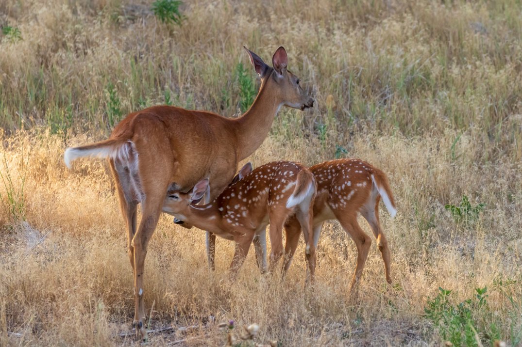 NR_University's tweet photo. Join @drdisturbance @ufdeerlab on this episode of #FireUniversity ft. Dr. Strickland @msudeerlab to learn how fire can be used to increase quality of forage &amp; cover for lactating does &amp; their fawns -https://t.co/n72jWbhdNH
#extension #wildlifemanagement https://t.co/lm65rqOPUf