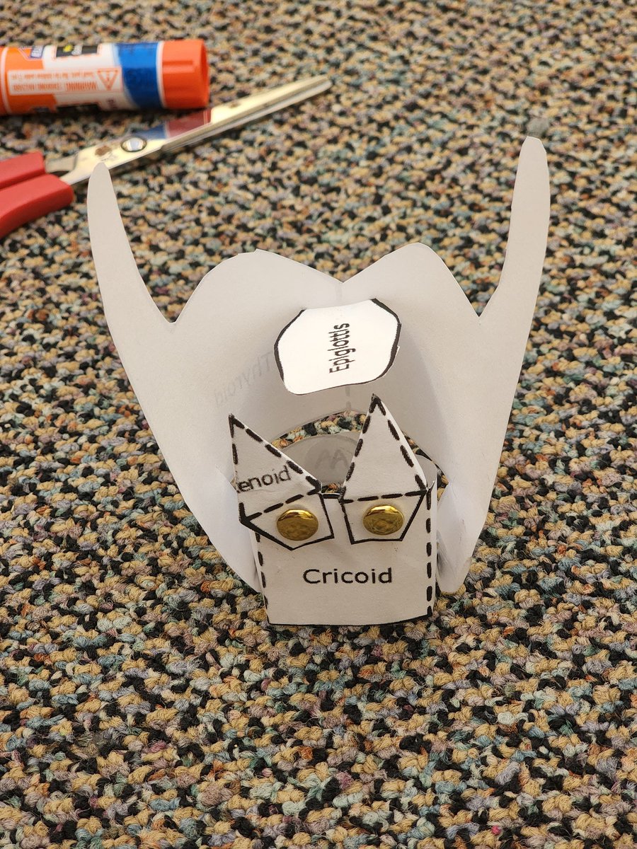 Craft day with Track 1! We have studied vocal anatomy after our concert and today we created a model of the tilting larynx. One more day Track 1!!! <a href="/HeritageMiddle1/">Heritage Middle</a> <a href="/HMSPatriotsPTA/">Heritage Middle PTA</a>