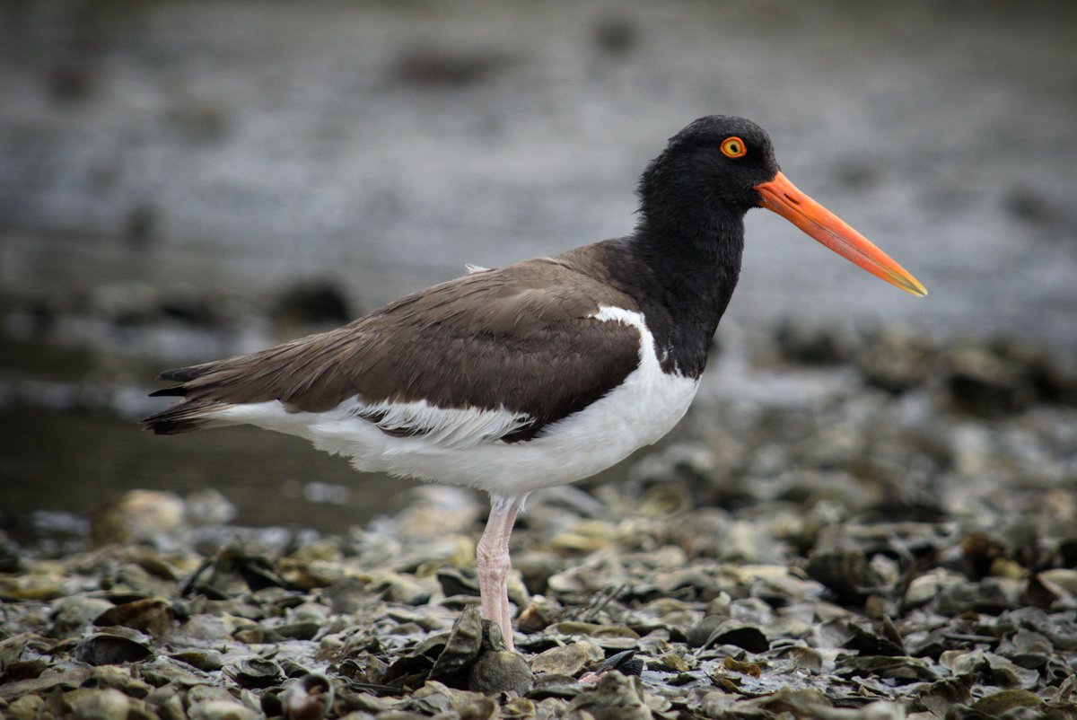Scottamander's tweet photo. Its time for me to randomly remember I have a Twitter again, here's an Oystercatcher from last week. My wife and I took a week-long trip around the coast of SC and saw some cool species of multiple Taxa. https://t.co/zX6IdvhMBE
