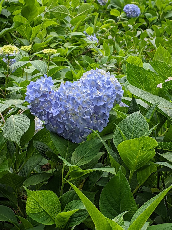 satocchin's tweet photo. #アジサイが彩る長居植物園
ハートのアジサイ見つけましたぁ、、 https://t.co/1selXxGvrd
