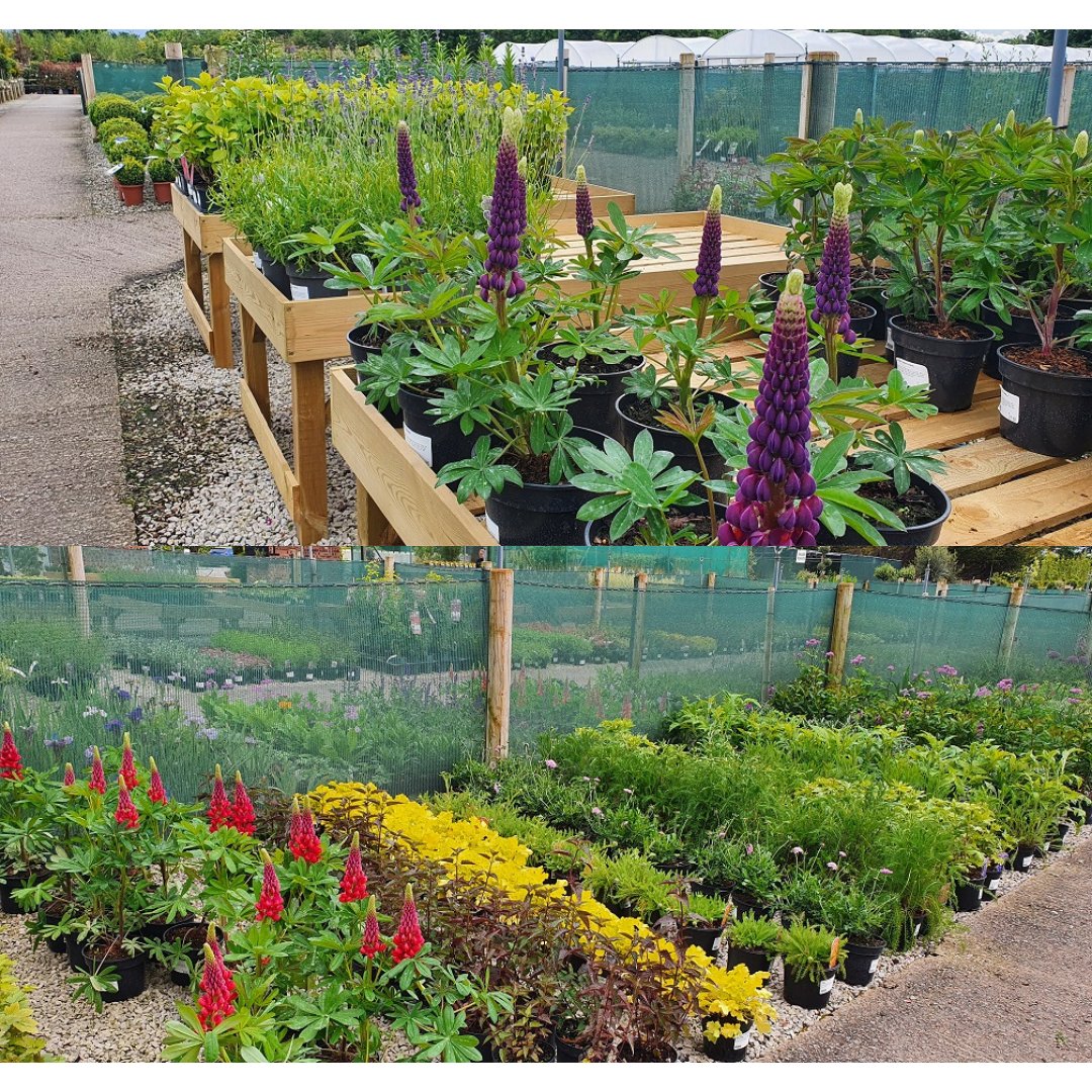 Grasslands Nursery tweet media