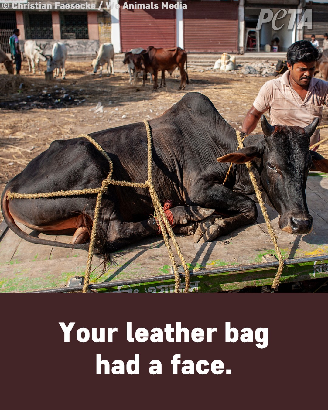 PETA UK on Twitter: PETA UK on Twitter: