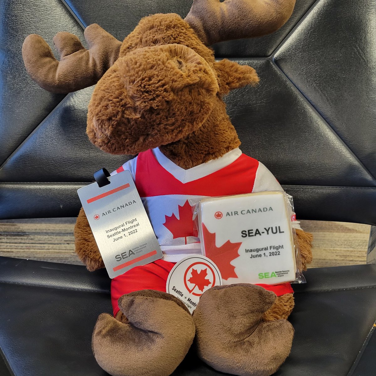 Maddie Morris tweet media