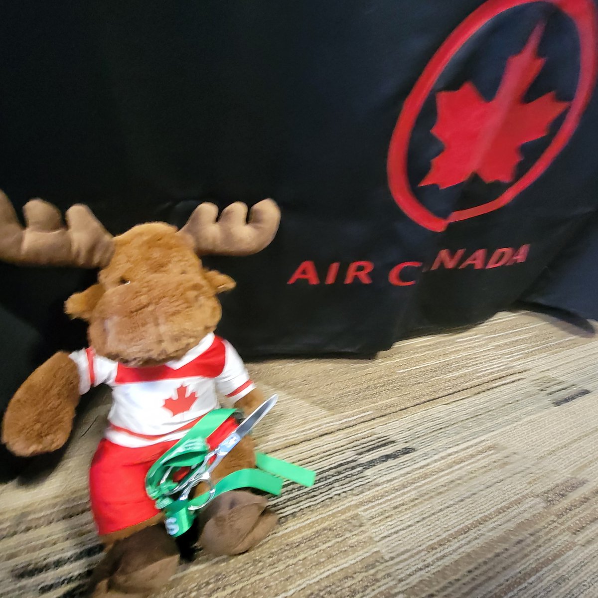 Maddie Morris tweet media