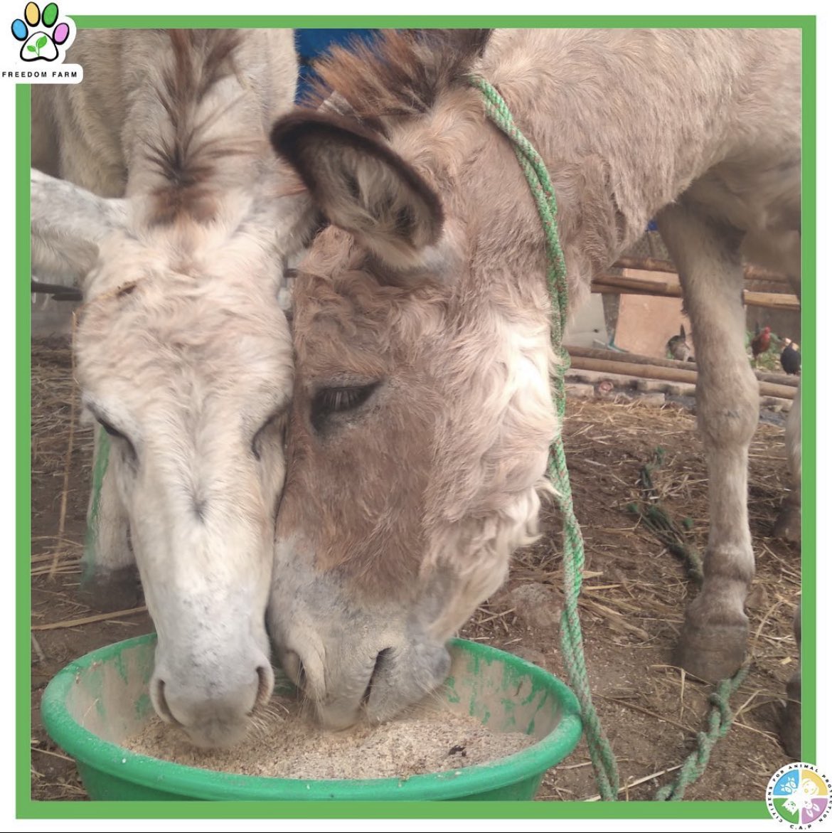 CFreedomfarm's tweet photo. Hee Haw! 

Hello people, I am Ramsundari. I along with my 2 friends was being made to work at a construction site in Kalyan and were abandoned later. But CAP volunteers found us.

After finding us, we were tried to put into a tempo, truck you name it but we wouldn't budge. https://t.co/xHpaTwGSQA