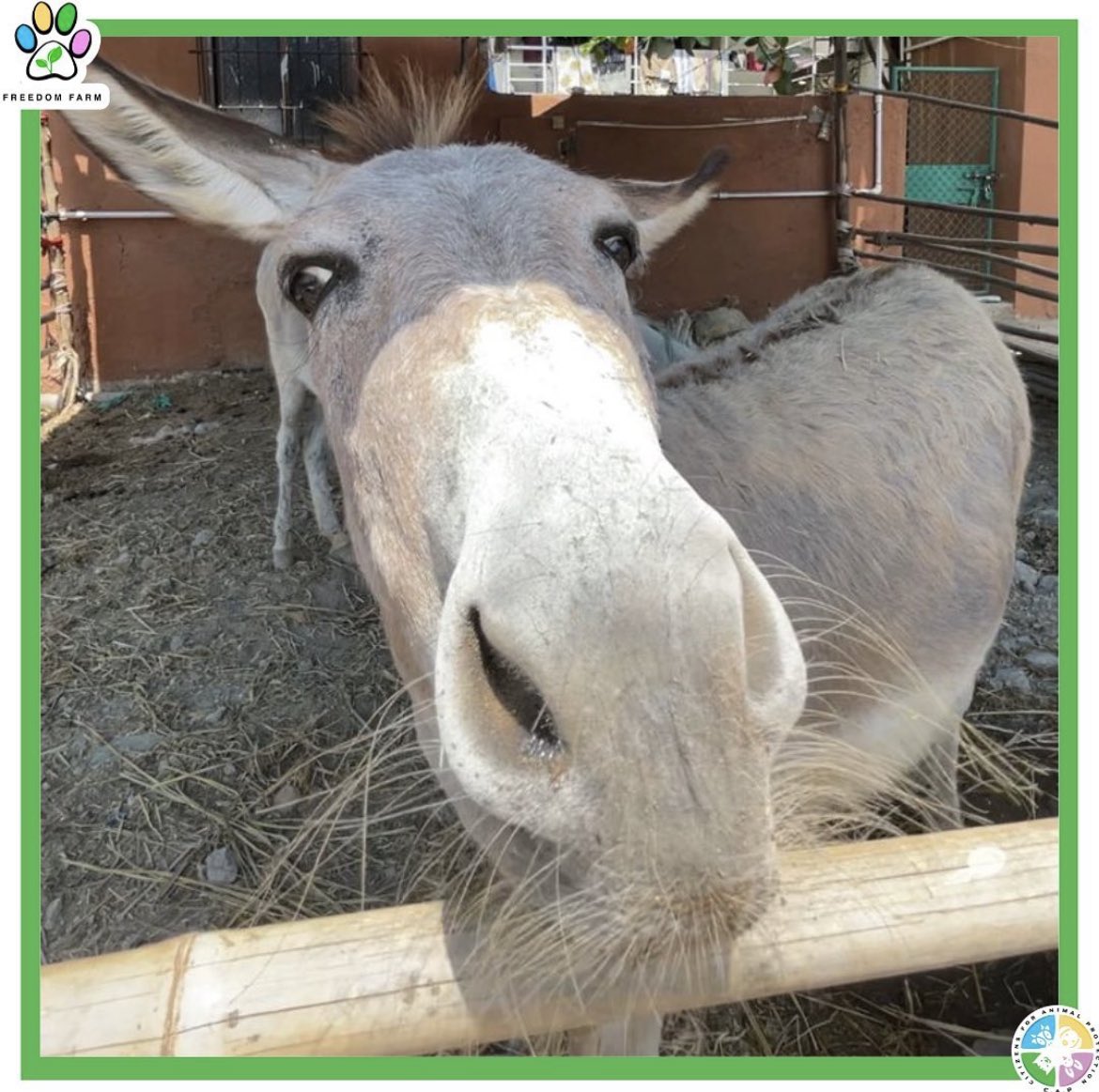 CFreedomfarm's tweet photo. Hee Haw! 

Hello people, I am Ramsundari. I along with my 2 friends was being made to work at a construction site in Kalyan and were abandoned later. But CAP volunteers found us.

After finding us, we were tried to put into a tempo, truck you name it but we wouldn't budge. https://t.co/xHpaTwGSQA