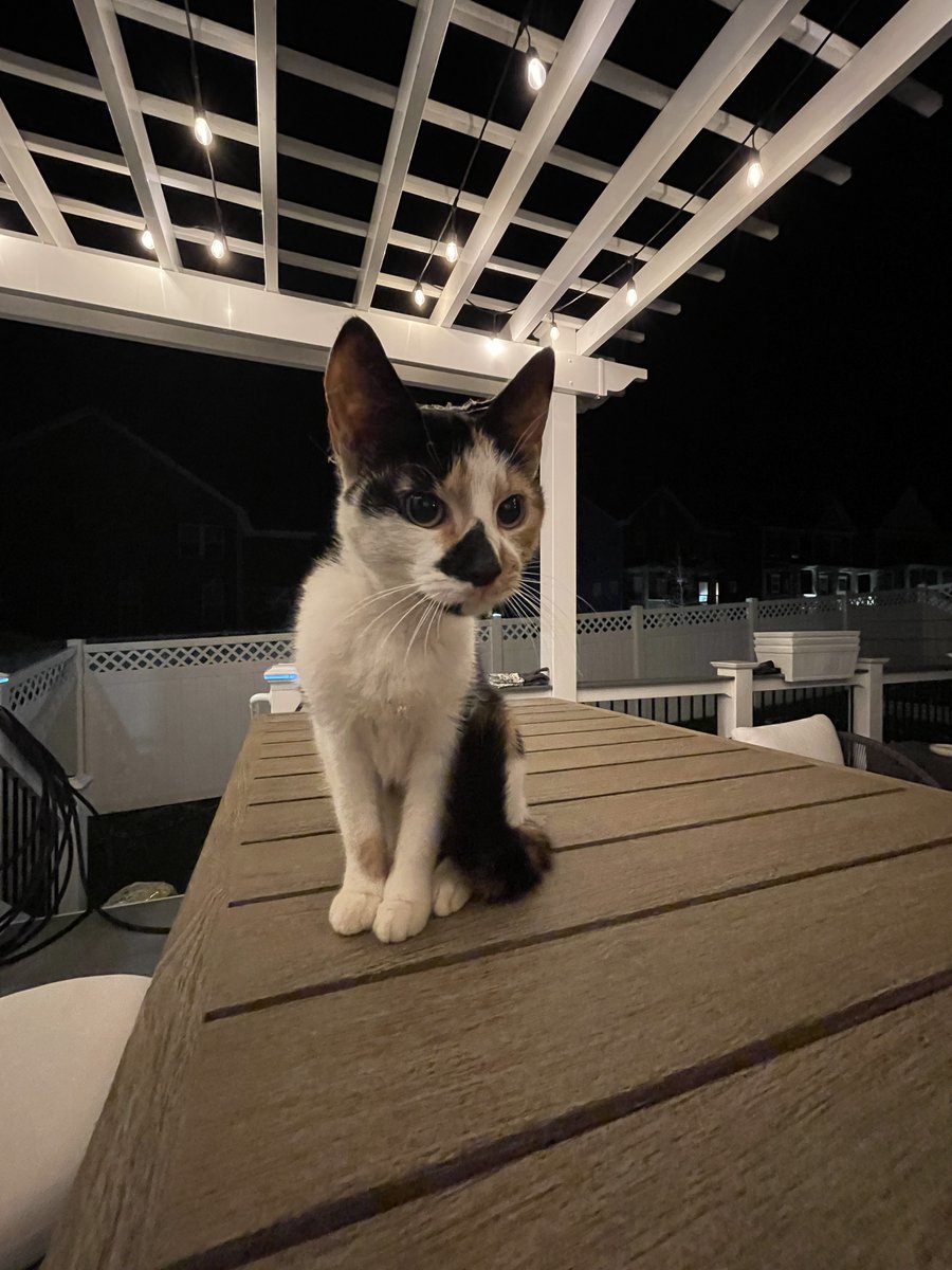 I found a stray cat at a construction site nearby (Clarksburg, Maryland). I've worked with local rescue volunteers to see if she's been chipped, but she has no identification or collar. I'll continue to actively looking for the owners—but until then, I've decided to foster her.