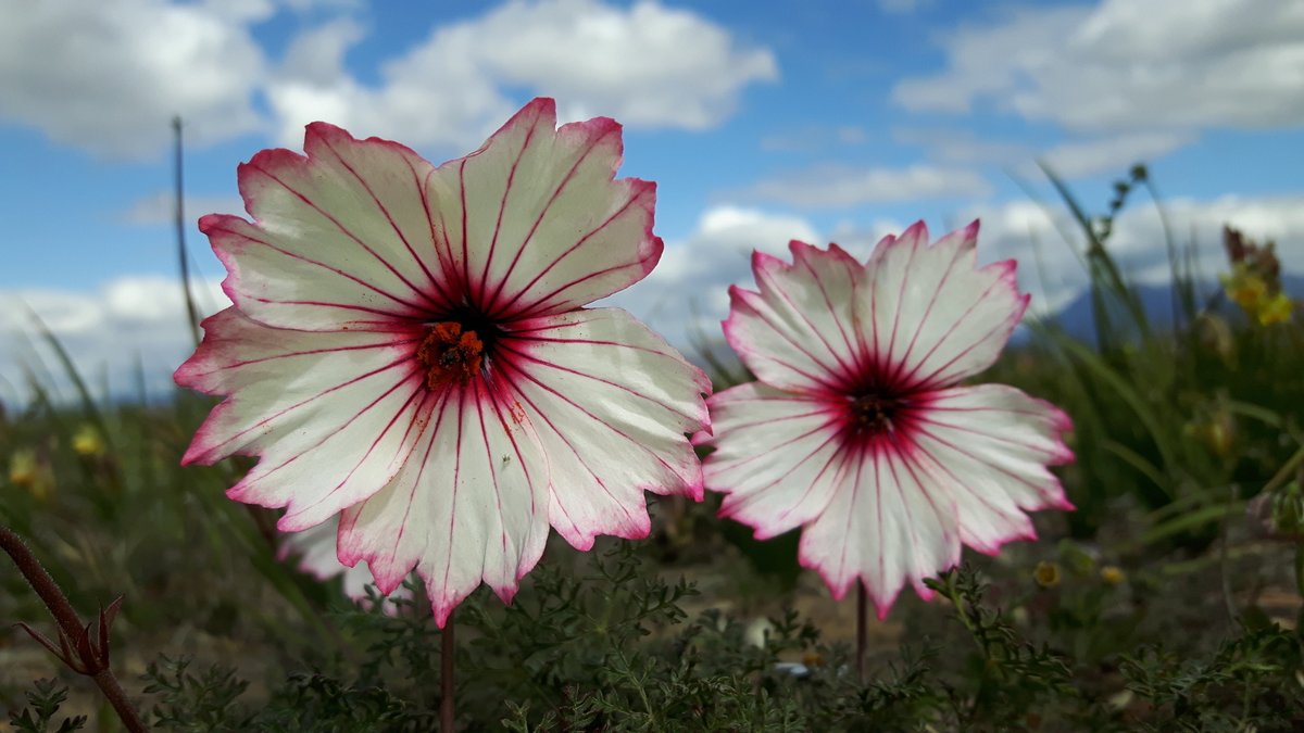 iNaturalist tweet media