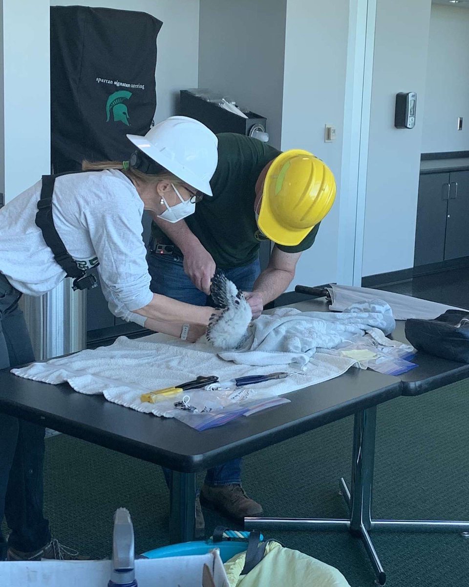The peregrine falcon chicks on Spartan stadium have officially been banded! Dr. Jen Owen from MSU and Chad Fedewa from the Michigan Department of Natural Resources brought the chicks into the press box early yesterday morning to give each one a unique identifier (pt.1)