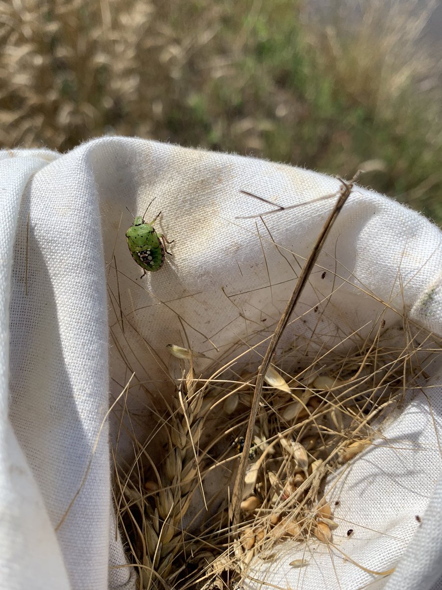 Dominic Reisig tweet media