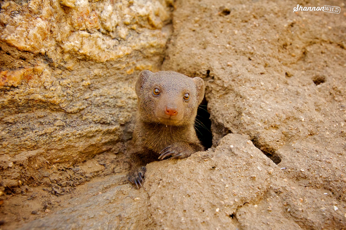 Dwarf Mongoose tweet media