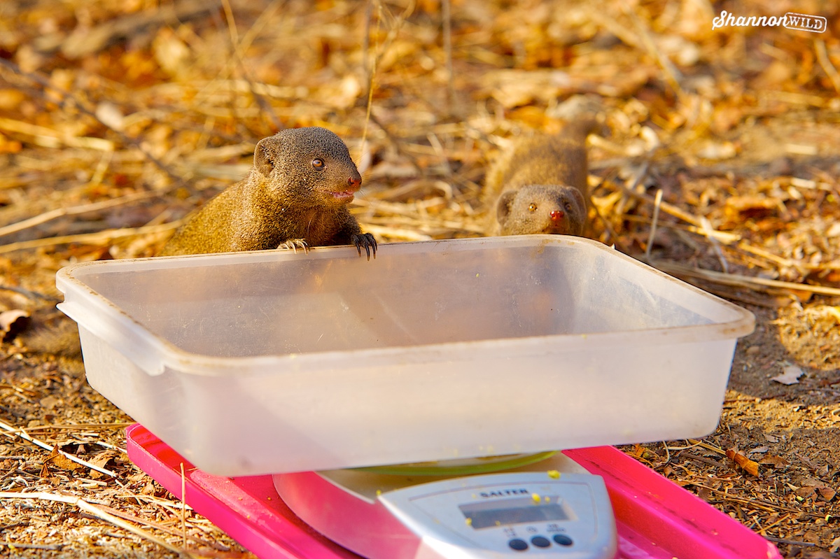 Dwarf Mongoose tweet media