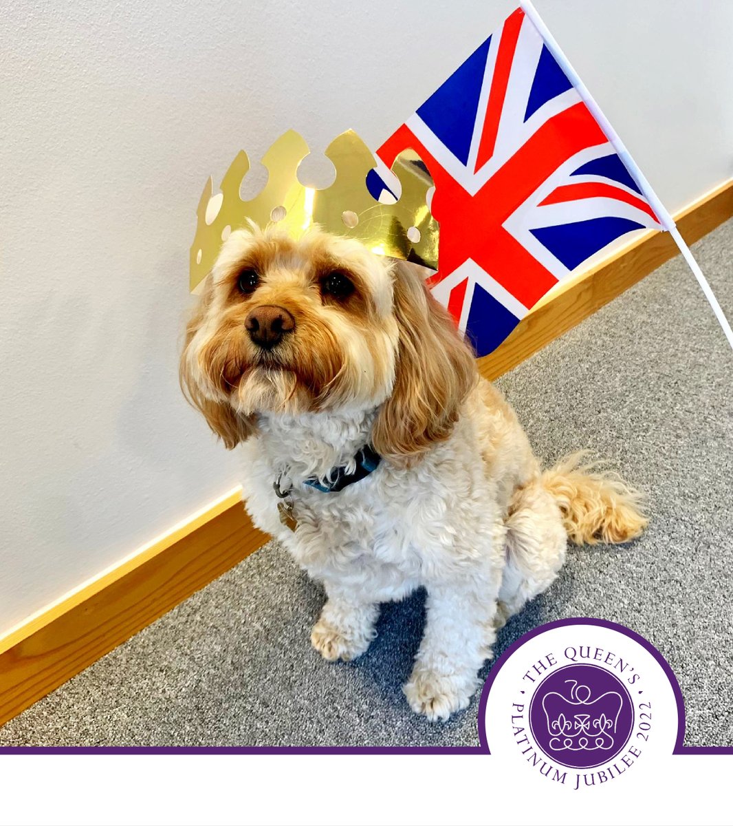 We hope everyone is having a fantastic Queen's Jubilee weekend! Meet SAS office dog - Royal Rupert🤗

#PlatinumJubilee