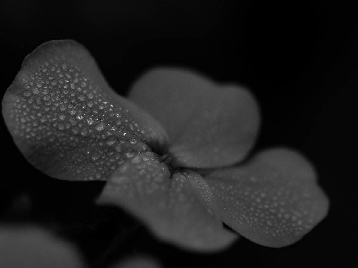 JeffreyFBarken's tweet photo. Dew Spin https://t.co/oRHhpG3fkx