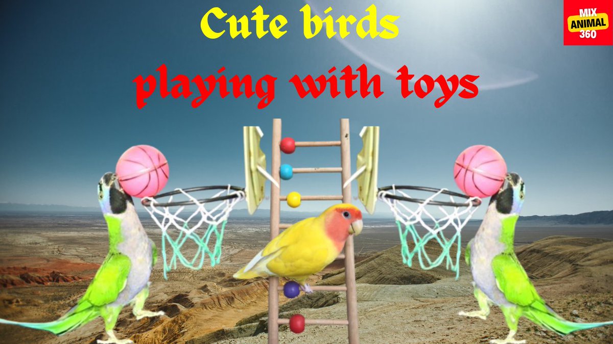 JackBar39157516's tweet photo. Cute birds playing with toys
Full video link: 

https://t.co/u57WAVZ1MV

#birdsplayingwithtoys #cutebirdvideosfunny #birdplayingwithtoys #birdsplayingwithbabies #parrotplayingwithtoys
#parrot #birds #funny #bird #parrots #ball #toy #cute #animals #pets #budgie  #MixAnimal360 https://t.co/5uPTxN2igm