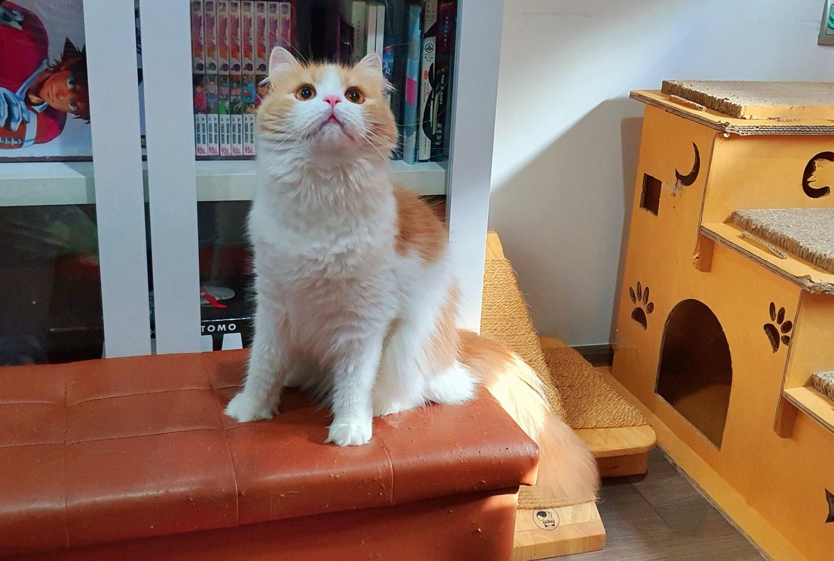 Dark_Farewell's tweet photo. My cats being cute everyday☺️🐾

TABI Day 717
NARI Day 522
01.06.2022

Tabi's IG : tabijourney91
Tabi's FB page : Tabi Journey : Tabi The Tabby Cat

#cat #creamharlequin #beigecat 
#TabiJourney #TabiTheTabbyCat https://t.co/OuAlIEgPhe
