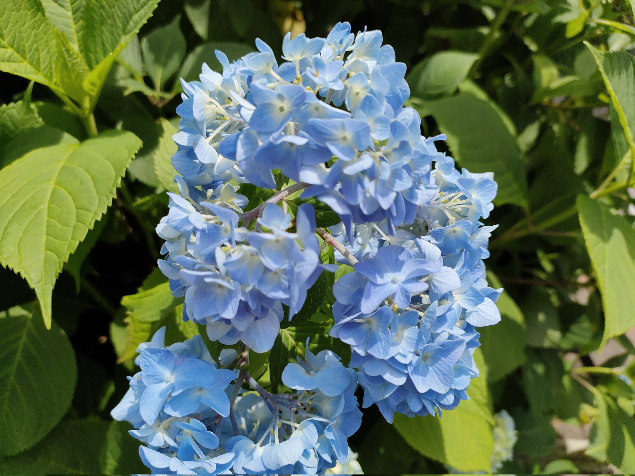 Gta0041 Oppoカメラ部 Opporeno5a あじさいの英語名はhydrangea ハイドランジア 水の 器 と言う意味 アジサイが雨に濡れた景色は風情があって素敵ですね T Co Gd77wdtpso Twitter