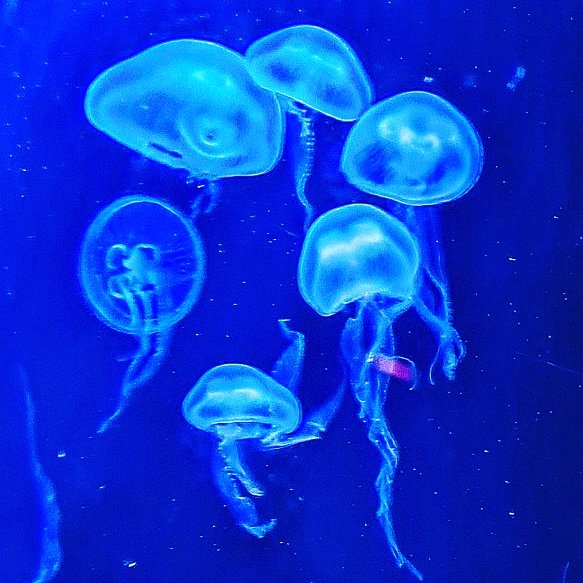 GirlSheree's tweet photo. More from the Deep and the jellyfish, which are my absolute favourite ๐
#thedeephull #thedeep #deep #hullcityofculture2017 #hullmuseums #hullmuseumsquarter #hullmuseum #hulldaysout #hullcity #hullmuseumquarter #hullcityofculture #hullphotography #hull #underwaterworld https://t.co/tz9dmMvboM