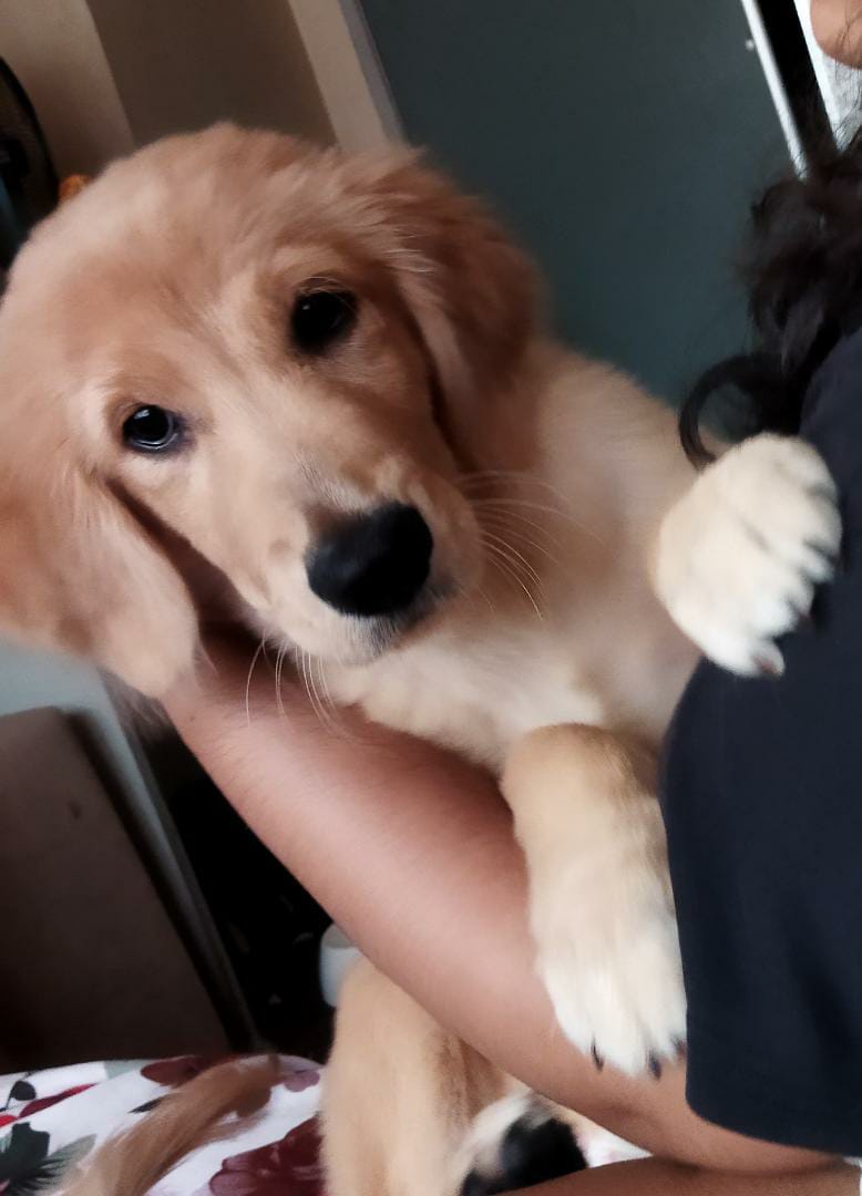 iamjeevankwick's tweet photo. Hi guys, I'm selling my 6 months female Golden Retriever, if anyone happen to any potential buyer please do let me know.

Name : Roxy
DOB : 26 Dec 2021
Breed : GR pure breed ( Big Bone )

Not for sale to breeders! https://t.co/WOCCWVvpkI
