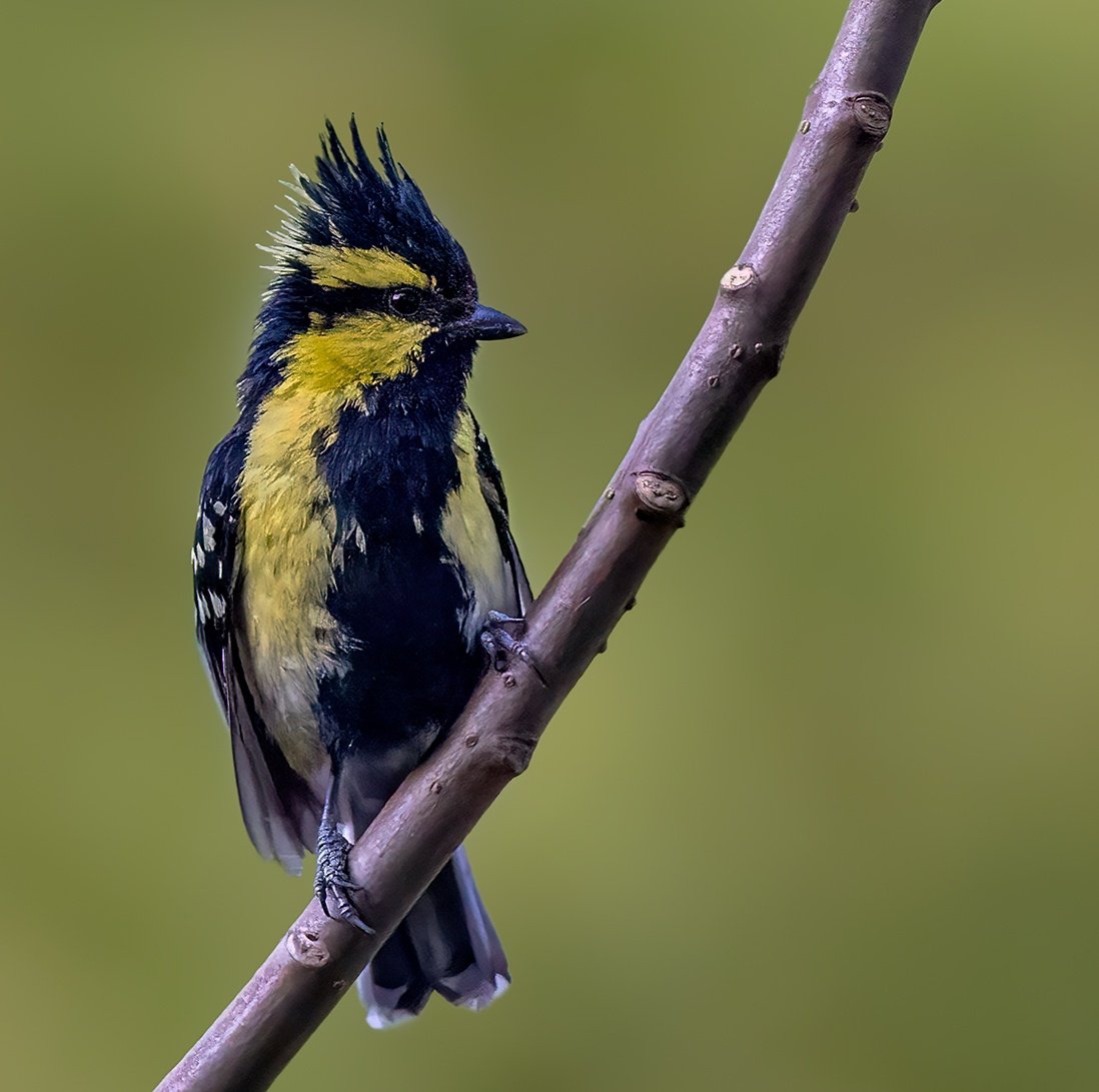 rajivkalsi's tweet photo. Himalayan Black-lored Tit
Chopta, Uttarakhand, India
April, 2022
@Team_eBird @Canon_India
#CapturedOnCanon #CanonPhotography #canonr5 #bbcwildlifePOTD #IndiAves #Birding #birdphotography #BirdTwitter #wildlifephotography #SPmagazine https://t.co/KdaWqR3Ewo