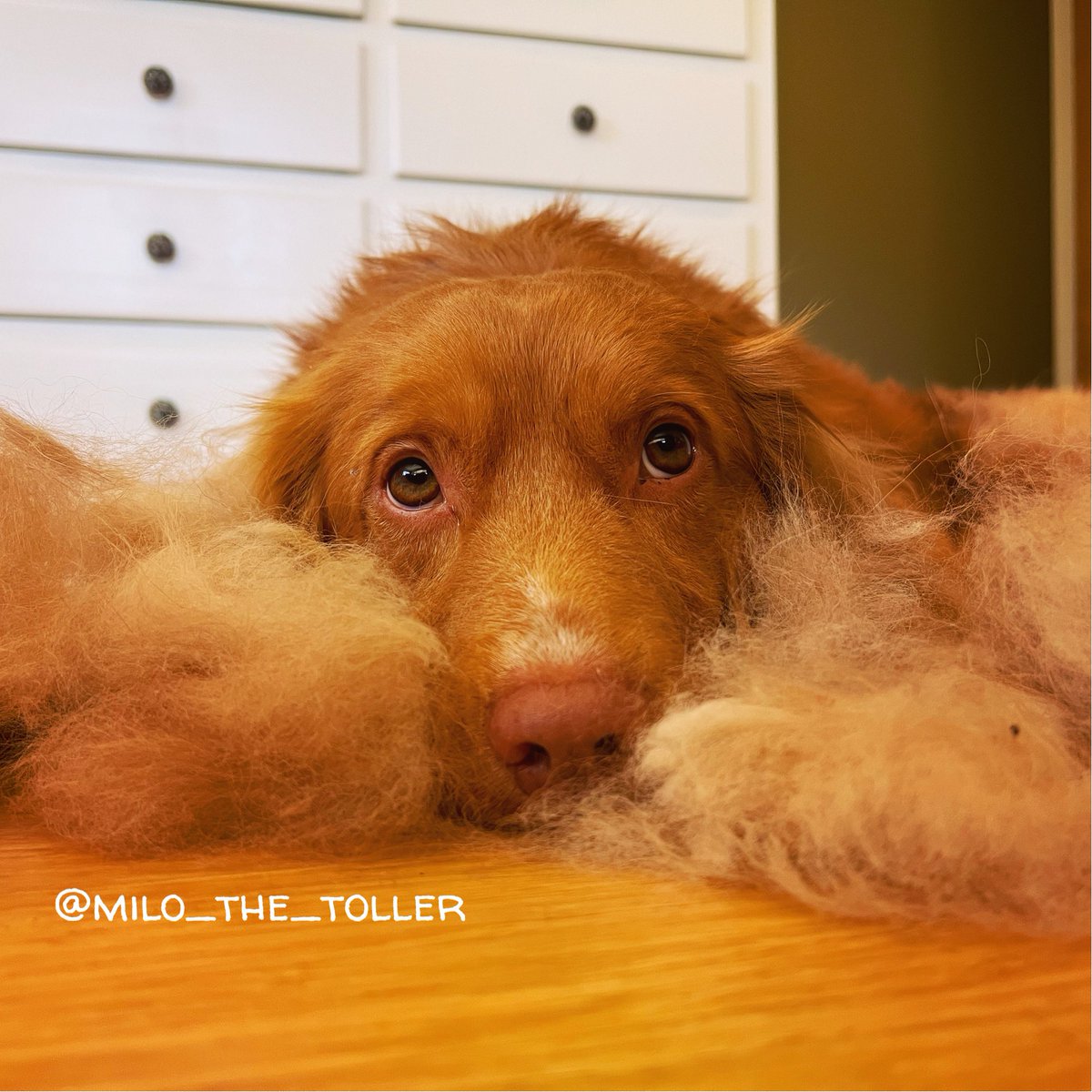 Milo she’d a ton! Does your pup? #dogs #dogsoftwitter #sheddingpup