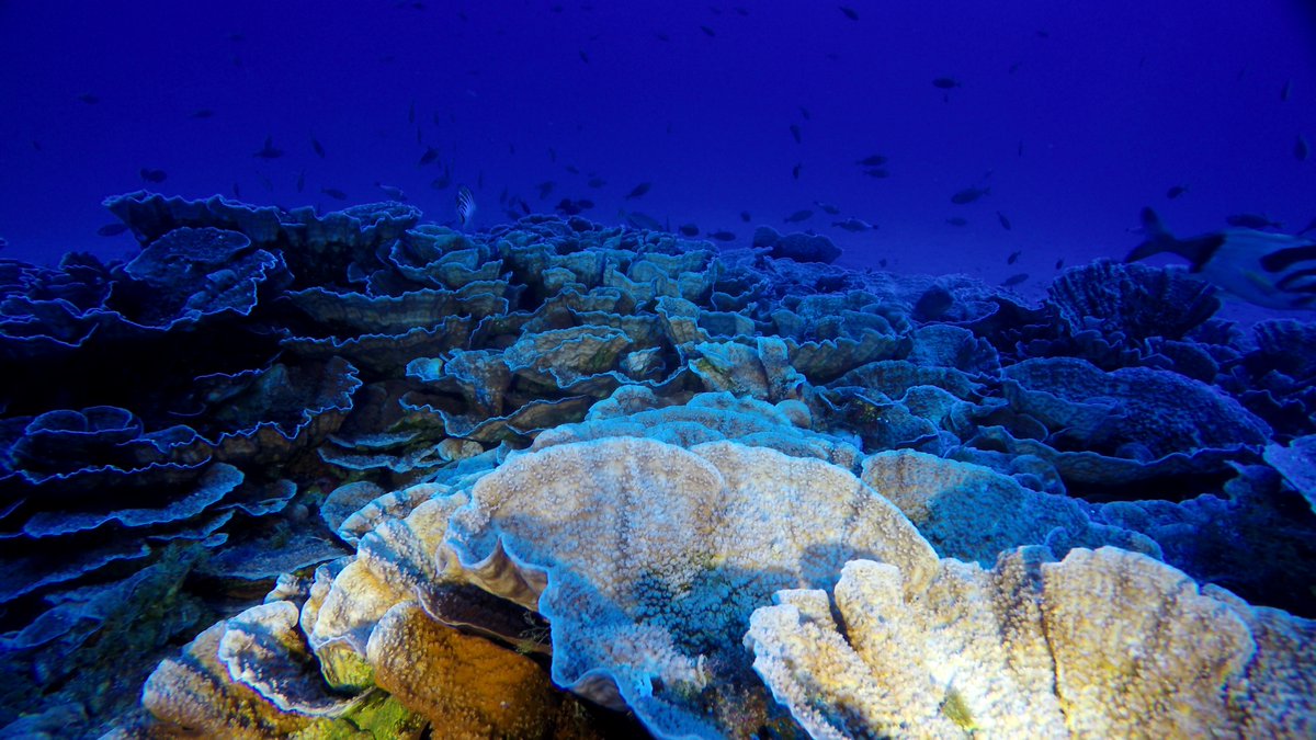 OceanFlotilla's tweet photo. Happy #WorldReefDay!

@ReefsHighSeas is a member of the Flotilla and aims to protect #coralreefs in areas #BBNJ.

Up to 90% of coral reefs may disappear in the next 30 years without urgent conservation action. 📷: @oceana @esmoi_ucn #HighSeas #HighSeasTreaty #OneOceanOnePlanet https://t.co/7yZaSv52Xk