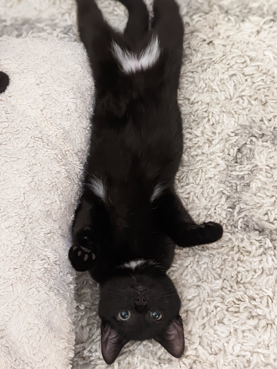 MeowAsFluff's tweet photo. Our #fosterkittens Odessa and Onyx are still #availableforadoption! Are you in the #NYC area? These #blackkittens might just be the #bondedpair you've been searching for!
https://t.co/nQCV0QB8mi
#nyccat #nyccats #catsofnyc #brooklyncat #brooklyncats #adopt https://t.co/SCZPNlFD96