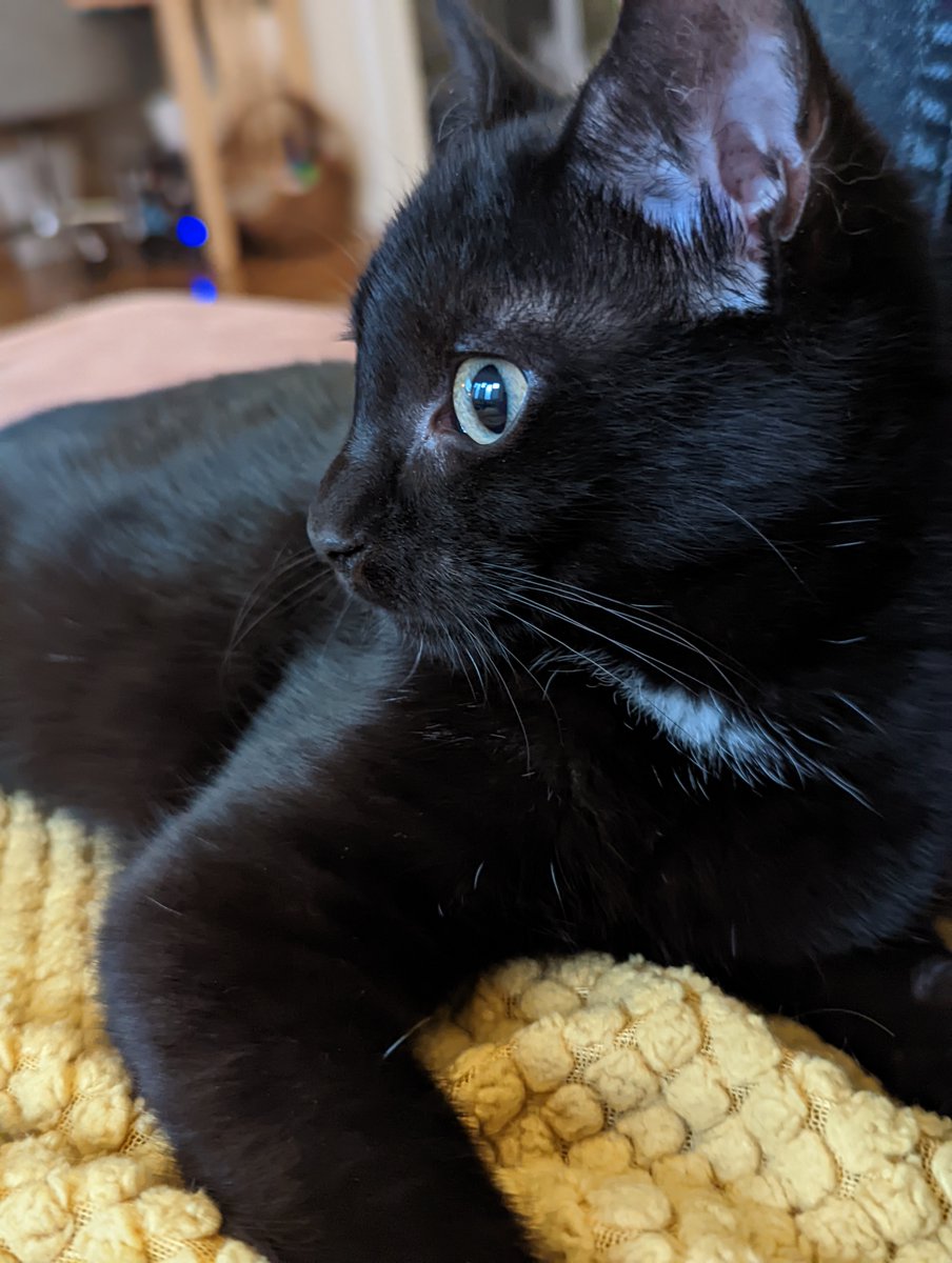 MeowAsFluff's tweet photo. Our #fosterkittens Odessa and Onyx are still #availableforadoption! Are you in the #NYC area? These #blackkittens might just be the #bondedpair you've been searching for!
https://t.co/nQCV0QB8mi
#nyccat #nyccats #catsofnyc #brooklyncat #brooklyncats #adopt https://t.co/SCZPNlFD96