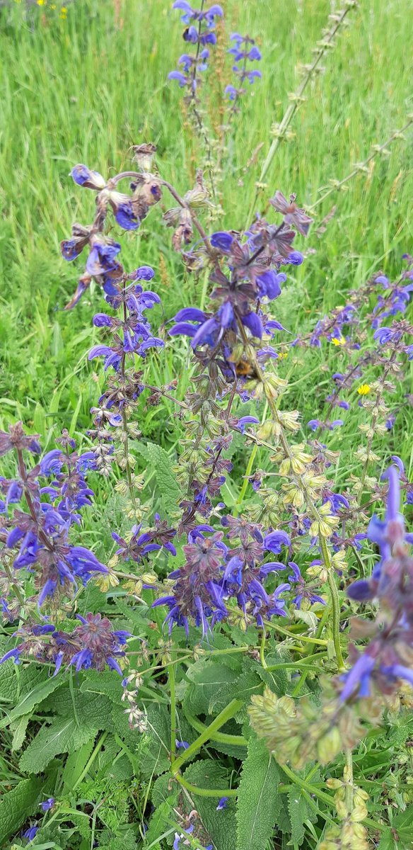 Samen op zoek met RTVNH naar natuur in gras en bermvegetaties van Amsterdam met wilde orchideeën en insecten