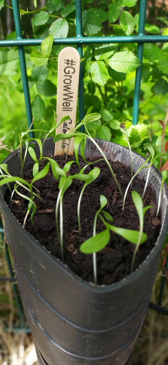 These boots were destined for landfill, but instead we have repurposed them as plant pots. They have made a great addition to our eco garden @GlenifferHigh. Thank you for the seeds @RHSSchools <a href="/EcoGhs/">GHS Eco Committee</a> #gleniffergoesgreen #growwell