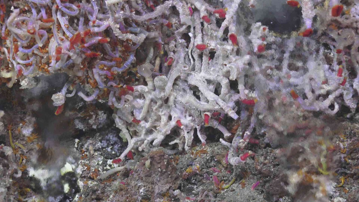 Absolutely beautiful view of hydrothermal venting on yesterday’s #ROVJason dive. The shimmery bits are hot water coming out of the seafloor. Temperatures exceeded 200°C at some sites but these tube worms seem to like it. #Escanaba2022 #Hydrothermal #Vents #DeepSea