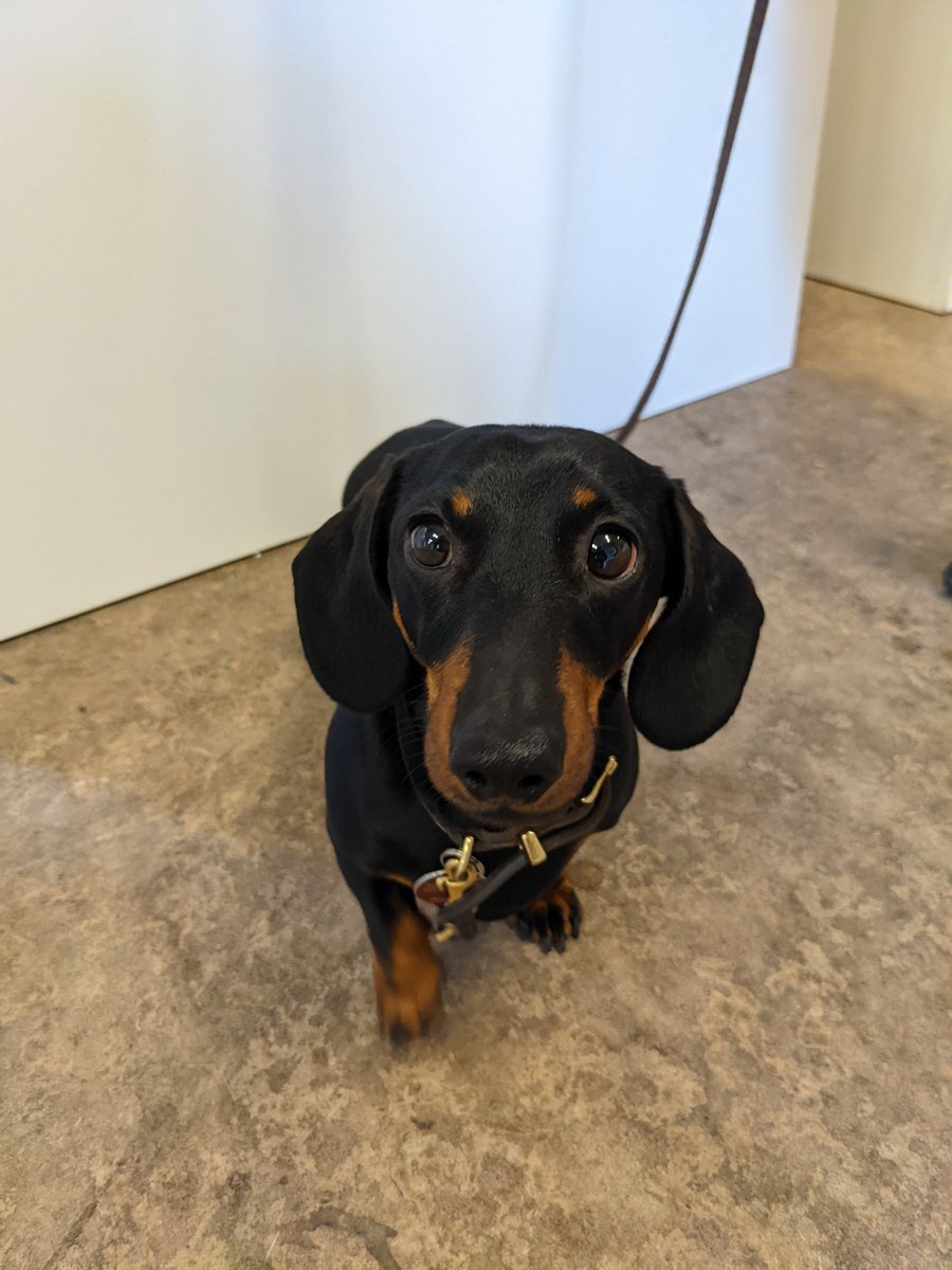MTM_Leipzig's tweet photo. Off-Topic: Ist das schon der schönste Moment der #mtm22? Krümel ist jedenfalls unser erster Konferenzhund. Seine Besitzerin @_helloyara_ hat ihn heute Nachmittag mit aufs Gelände gebracht und das ganze Team ist hin und weg. #Dackelliebe https://t.co/Tt3MCqDFST
