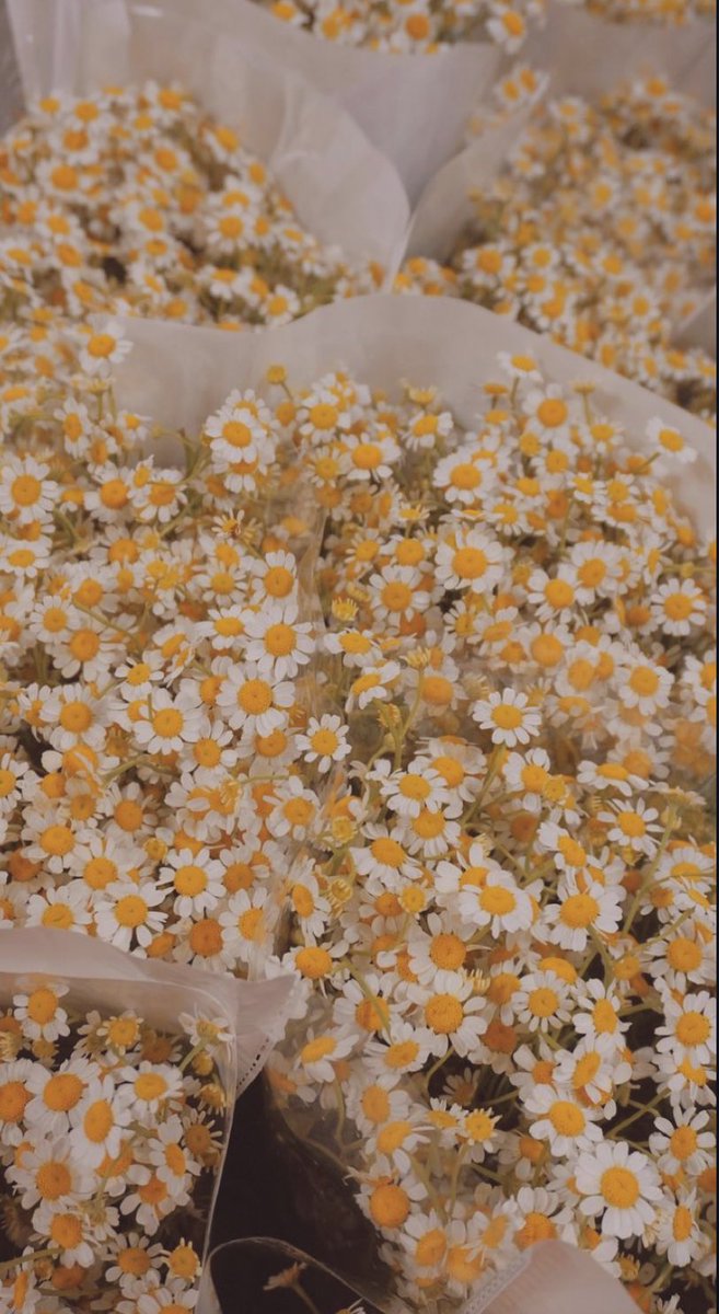 fromkyahseyes's tweet photo. Flower boom <3 🌼🍃 https://t.co/6lPpuvmTxE