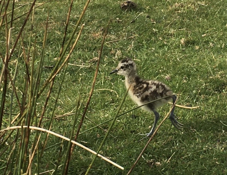 ForWaders's tweet photo. Lots of images and videos of curlew chicks have been coming into #WorkingforWaders HQ! It seems like many nests have been successful, but the chick stage can be very hazardous… Hopefully these youngsters will live to fly away &amp; produce youngsters of their own some day! https://t.co/O5rLGSVTVq