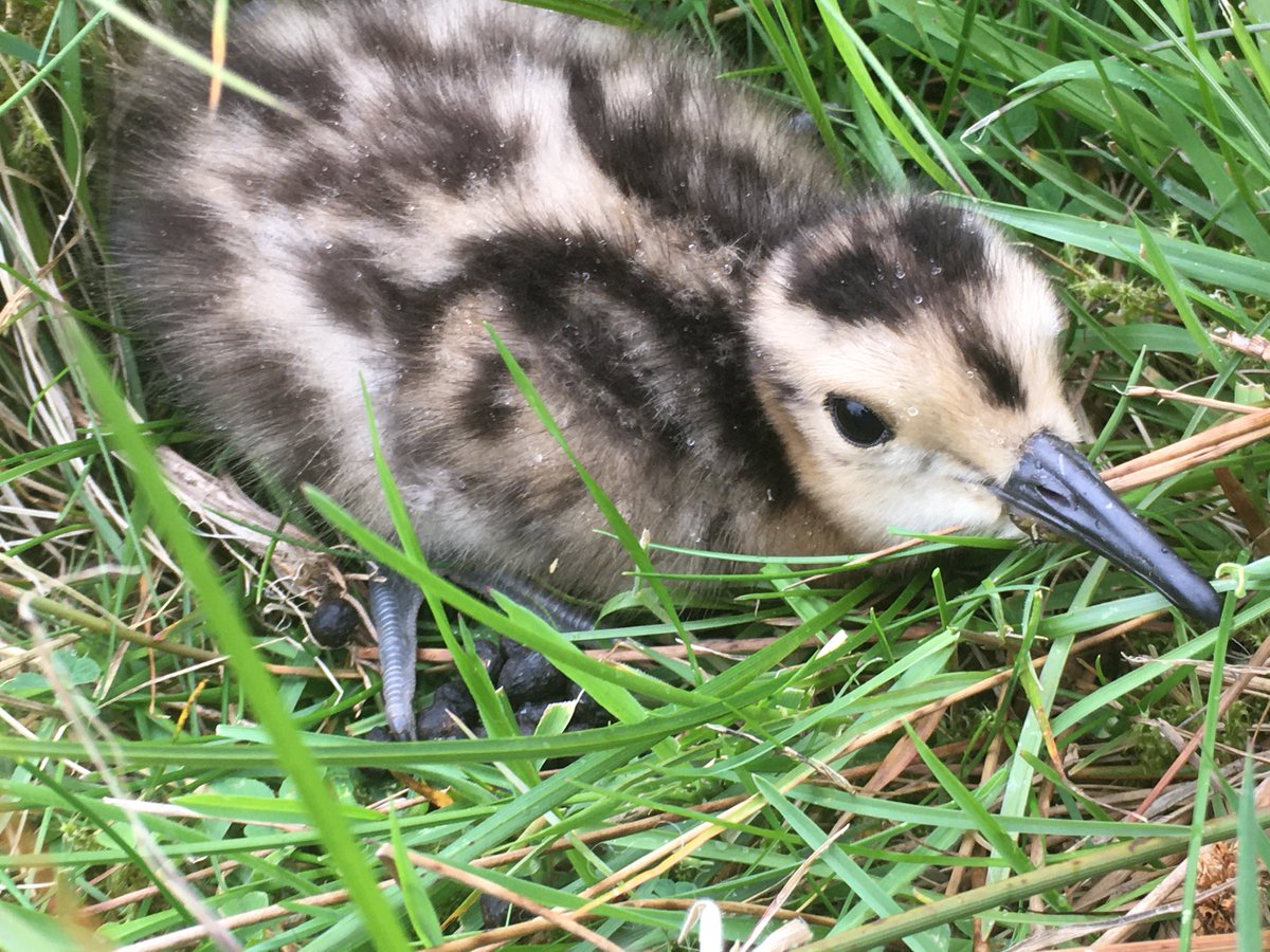 ForWaders's tweet photo. Lots of images and videos of curlew chicks have been coming into #WorkingforWaders HQ! It seems like many nests have been successful, but the chick stage can be very hazardous… Hopefully these youngsters will live to fly away &amp; produce youngsters of their own some day! https://t.co/O5rLGSVTVq