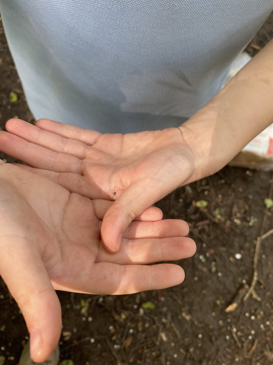 StMarysML9's tweet photo. The final Forest School session for our P1-4 group today. It involved lots of insects and some super teamwork to create 🔥 Of course, we had to test it out by toasting some marshmallows 😊Thanks to Scott Jones for his fabulous skills as always 🌳#aplacetoGROW #outdoorlearning https://t.co/VpzjoCZVts